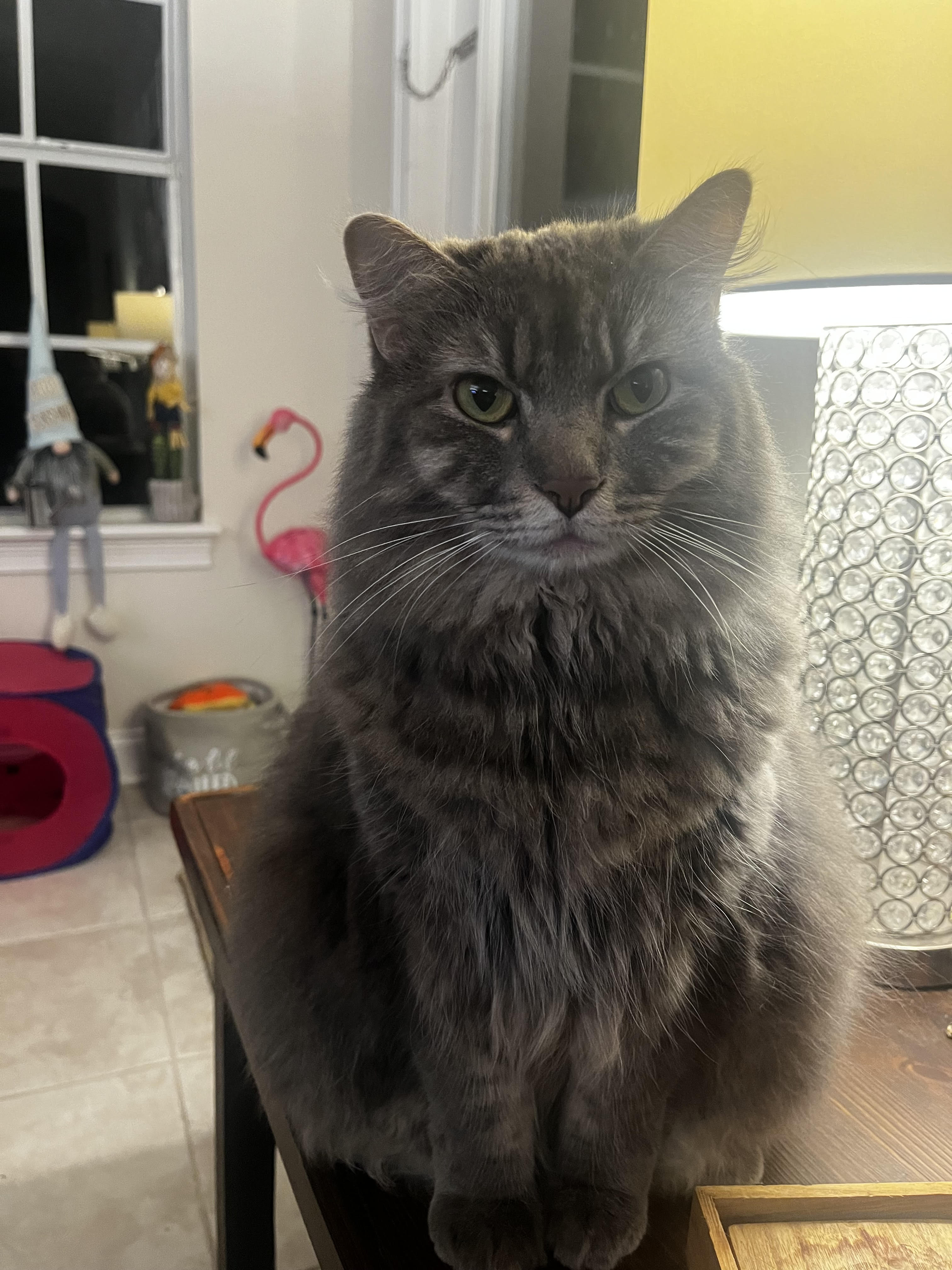 Lulu the cat